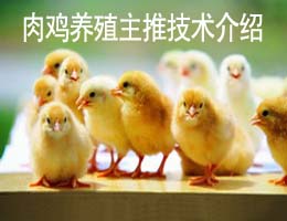 肉鸡养殖主推技术大全