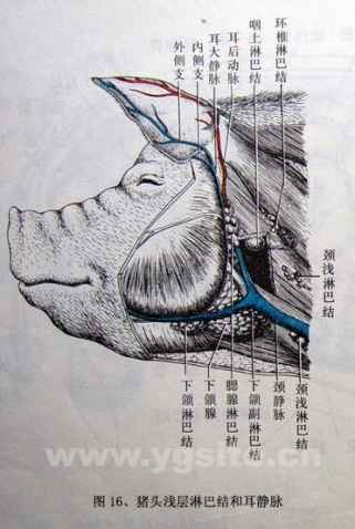 猪解剖学图谱